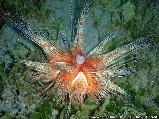 Astropyga magnifica - oursin magnifique Astropyga magnifica - oursin magnifique