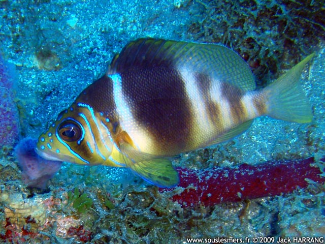 Hypoplectrus puella - hamlet marbré Hypoplectrus puella - hamlet marbré
