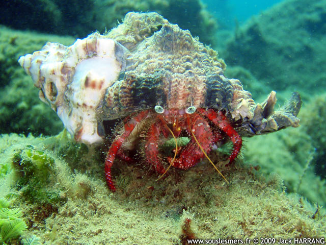 Dardanus venosus - bernard l'ermite à yeux étoilés Dardanus venosus - bernard l'ermite à yeux étoilés