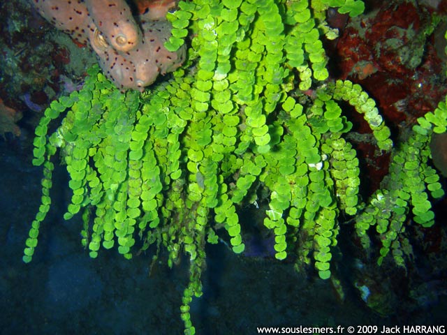 Halimeda copiosa - halimède gros confetti Halimeda copiosa - halimède gros confetti
