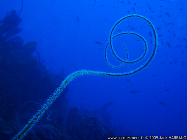 Stichopathes lutkeni - corail fil de fer Stichopathes lutkeni - corail fil de fer