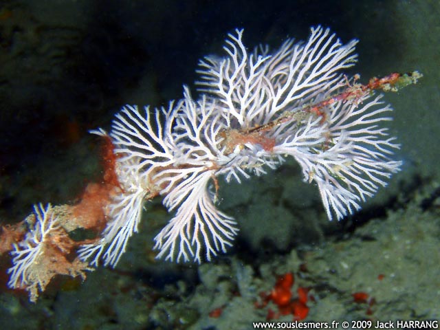 Reteporellina evelinae - bryozoaire-éventail blanc Reteporellina evelinae - bryozoaire-éventail blanc