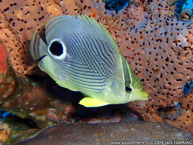 Chaetodon capistratus - poisson-papillon à quatre yeux Chaetodon capistratus - poisson-papillon à quatre yeux