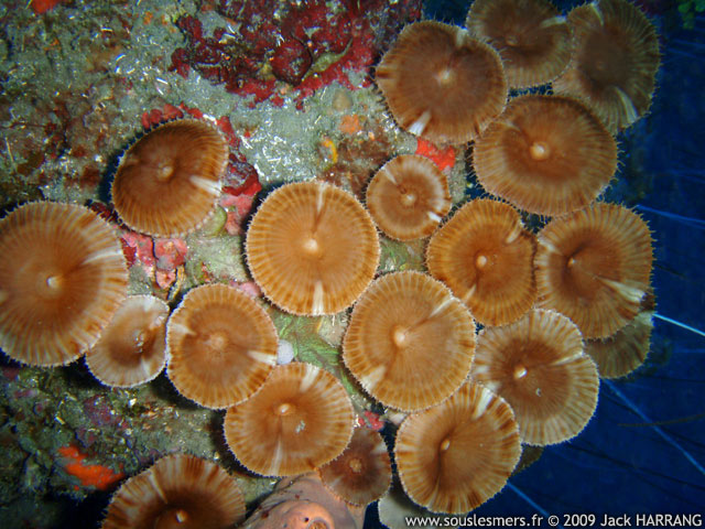 Palythoa grandis - zoanthaire soleil Palythoa grandis - zoanthaire soleil
