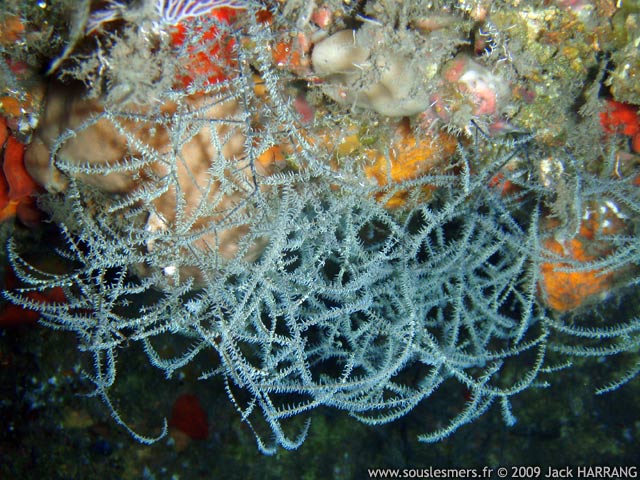 Antipathes lenta - corail noir à résille Antipathes lenta - corail noir à résille