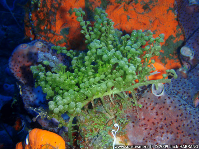 Caulerpa peltata - caulerpe à perles Caulerpa peltata - caulerpe à perles