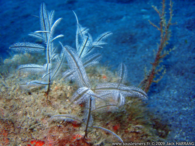 Macrorhynchia allmani - hydraire cuisant Macrorhynchia allmani - hydraire cuisant