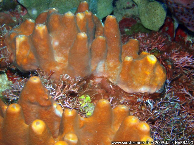 Ectyoplasia ferox - éponge à volcans brune Ectyoplasia ferox - éponge à volcans brune