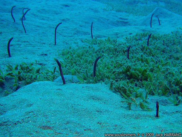 Heteroconger longissimus - anguille jardinière brune des Caraïbes Heteroconger longissimus - anguille jardinière brune des Caraïbes