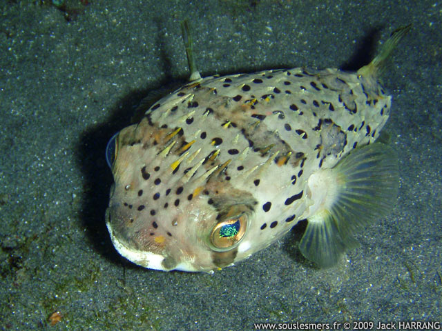 Diodon holocanthus - poisson porc-épic à taches Diodon holocanthus - poisson porc-épic à taches