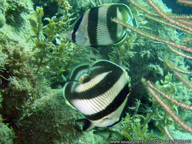 Chaetodon striatus - poisson-papillon rayé Chaetodon striatus - poisson-papillon rayé