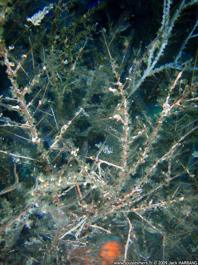 Parazoanthus tunicans - zoanthaire des hydraires Parazoanthus tunicans - zoanthaire des hydraires