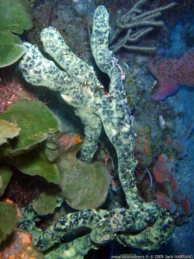 Iotrochota birotulata - éponge digitée verte et noire Iotrochota birotulata - éponge digitée verte et noire