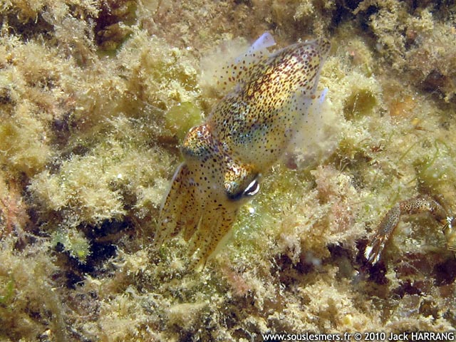 Sepiola atlantica - sépiole de l'Atlantique Sepiola atlantica - sépiole de l'Atlantique