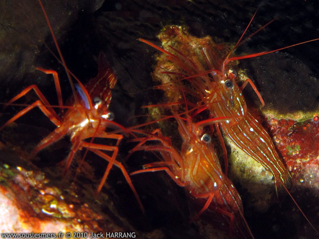 Lysmata seticaudata - crevette nettoyeuse rouge Lysmata seticaudata - crevette nettoyeuse rouge