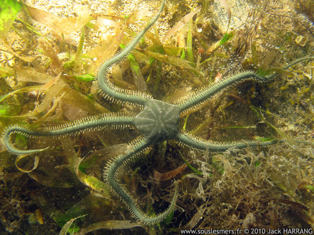 Ophiarachna incrassata - ophiure verte Ophiarachna incrassata - ophiure verte