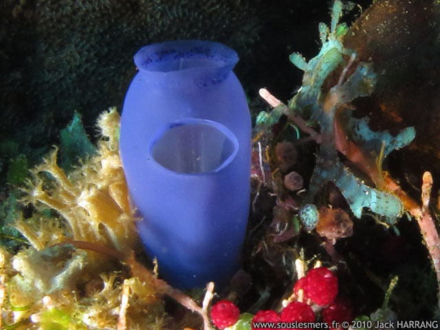 Rhopalaea spp. - ascidie translucide bleue Rhopalaea spp. - ascidie translucide bleue