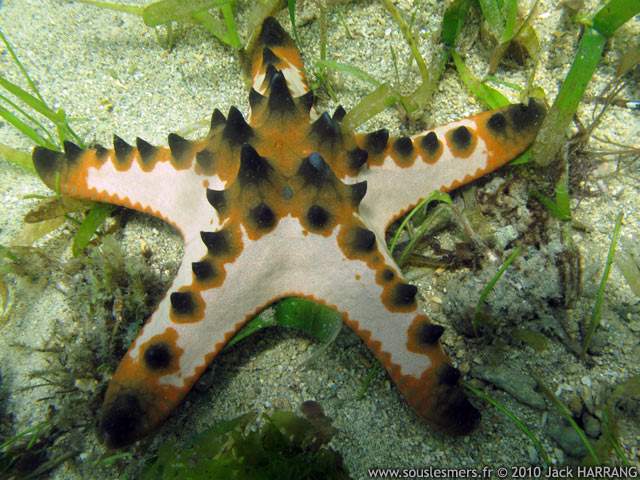 Protoreaster nodosus - étoile à bosses Protoreaster nodosus - étoile à bosses