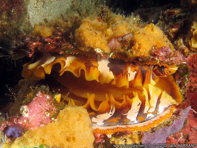 Spondylus varius - spondyle variable Spondylus varius - spondyle variable