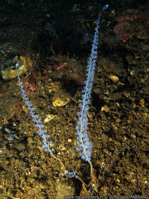 Perophora namei - ascidie arborescente Perophora namei - ascidie arborescente