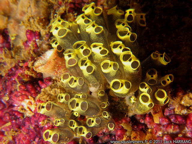 Clavelina robusta - claveline à bouche claire Clavelina robusta - claveline à bouche claire