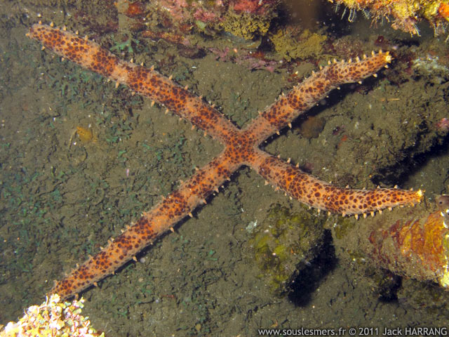 Mithrodia clavigera - étoile de mer cloutée Mithrodia clavigera - étoile de mer cloutée