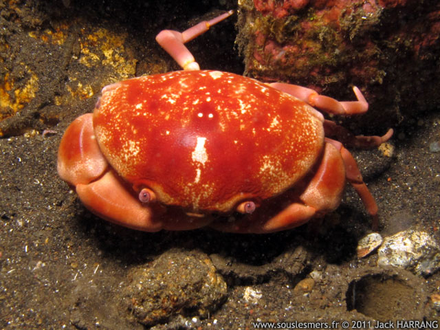 Carpilius convexus - crabe bombé Carpilius convexus - crabe bombé