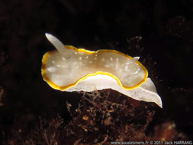 Diaphorodoris luteocincta - doris diaphane Diaphorodoris luteocincta - doris diaphane