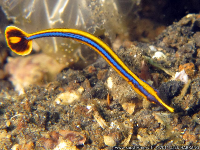 Doryrhampus melanopleura - syngnathe à rayures bleues Doryrhampus melanopleura - syngnathe à rayures bleues