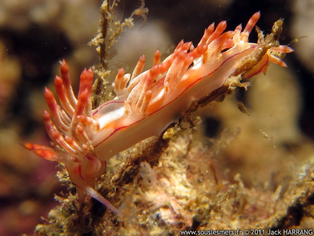 Flabellina rubrolineata - flabelline à lignes rouges Flabellina rubrolineata - flabelline à lignes rouges