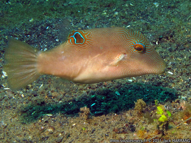 Canthigaster compressa - canthigaster comprimé Canthigaster compressa - canthigaster comprimé