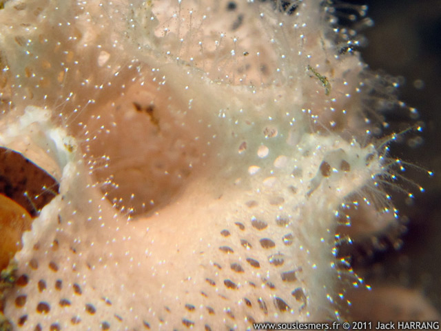 Zanclea sp. - hydrozoaire commensal Zanclea Zanclea sp. - hydrozoaire commensal Zanclea