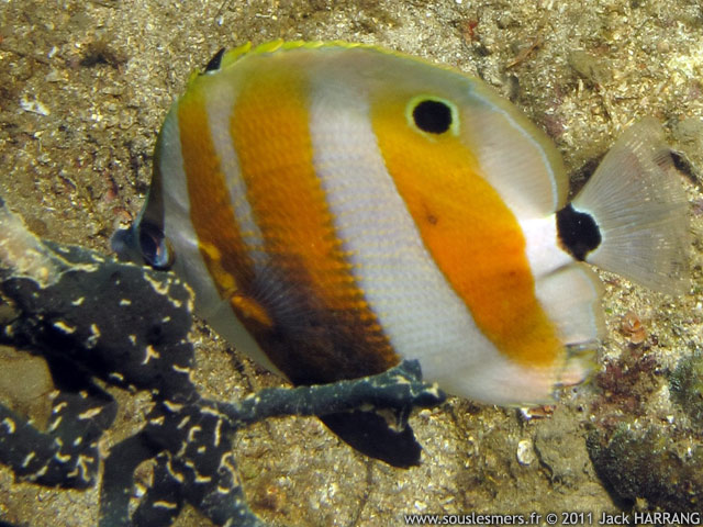 Coradion chrysozonus - poisson-papillon coradion à bande orange Coradion chrysozonus - poisson-papillon coradion à bande orange