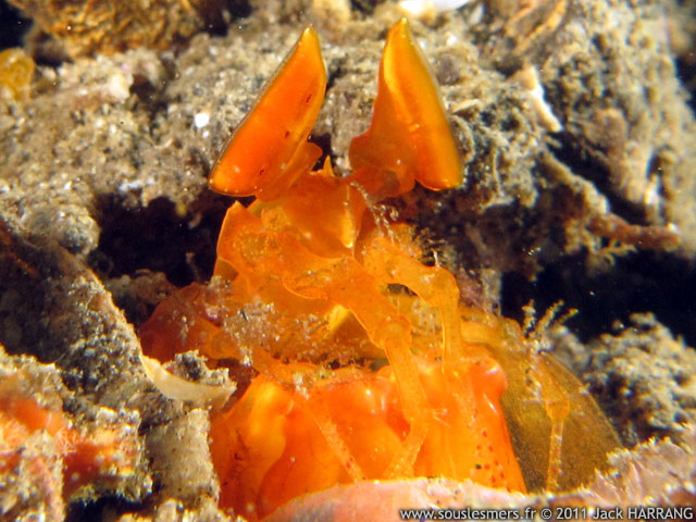 Lysiosquilloides mapia - belle squille orange du Nord Sulawesi Lysiosquilloides mapia - belle squille orange du Nord Sulawesi