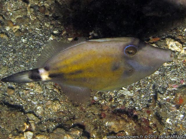 Cantherhines fronticinctus - poisson-lime à lunettes Cantherhines fronticinctus - poisson-lime à lunettes