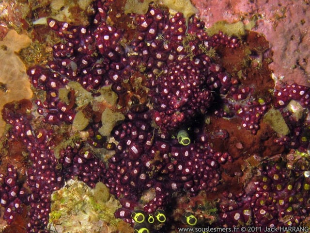 Eusynstyela misakiensis - ascidie encroûtante à rectangle argenté Eusynstyela misakiensis - ascidie encroûtante à rectangle argenté