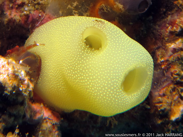 Phallusia julinea - ascidie jaune Phallusia julinea - ascidie jaune