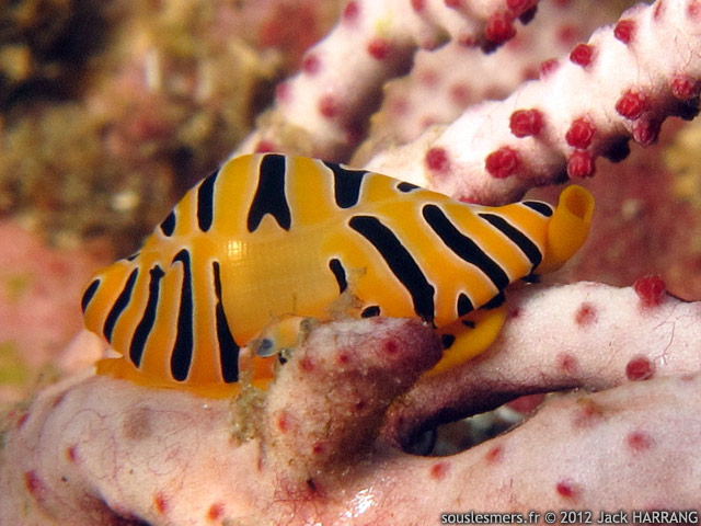 Cuspivolva tigris - ovule tigre Cuspivolva tigris - ovule tigre