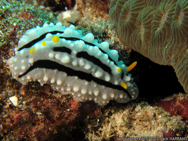 Phyllidia alyta - phyllidie alyta Phyllidia alyta - phyllidie alyta