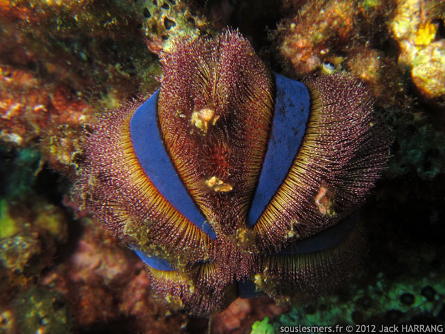 Mespilia globulus - oursin-boule Mespilia globulus - oursin-boule