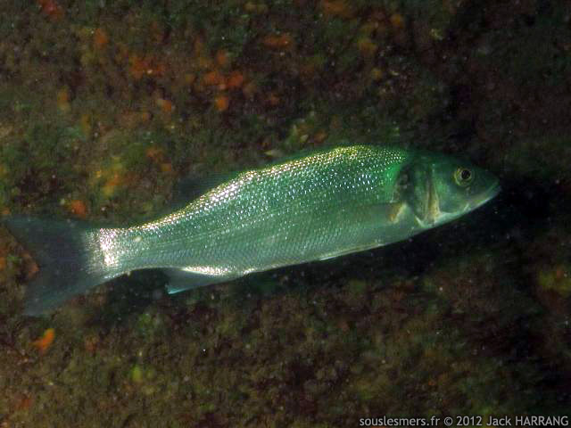 Dicentrarchus labrax - bar commun Dicentrarchus labrax - bar commun