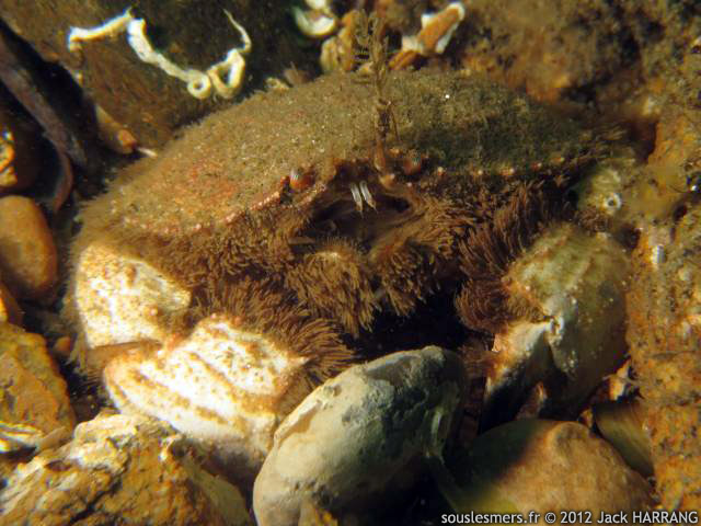 Atelecyclus undecimdentatus - atelecycle Atelecyclus undecimdentatus - atelecycle