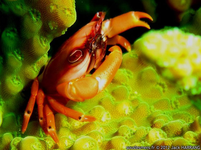 Tetralia cavimana - crabe de corail brunâtre Tetralia cavimana - crabe de corail brunâtre