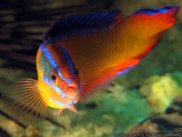 Pseudochromis aldabraensis - pseudochromis d'Aldabra Pseudochromis aldabraensis - pseudochromis d'Aldabra