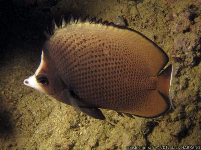 Chaetodon nigropunctatus - poisson-papillon à points noirs d'Arabie Chaetodon nigropunctatus - poisson-papillon à points noirs d'Arabie
