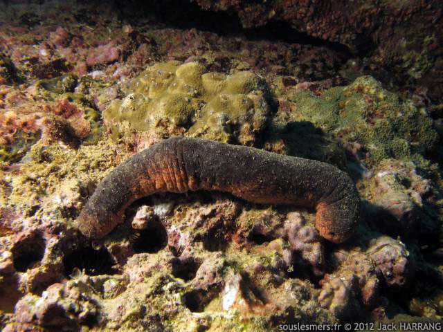 Holothuria edulis - holothurie rose Holothuria edulis - holothurie rose