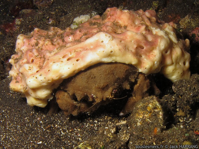 Dromia dormia - grande dromie crabe éponge Dromia dormia - grande dromie crabe éponge