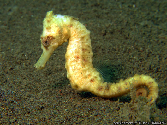 Hippocampus taeniopterus - hippocampe commun Hippocampus taeniopterus - hippocampe commun