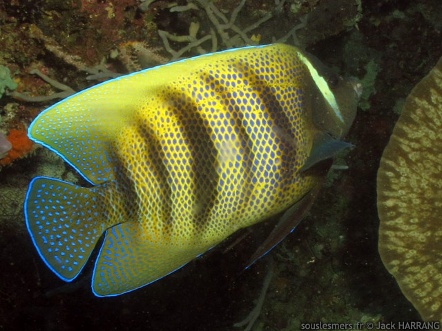 Pomacanthus sexstriatus - poisson-ange à six bandes Pomacanthus sexstriatus - poisson-ange à six bandes
