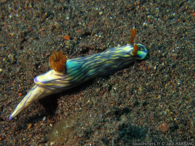 Hypselodoris zephyra - doris zéphyr Hypselodoris zephyra - doris zéphyr